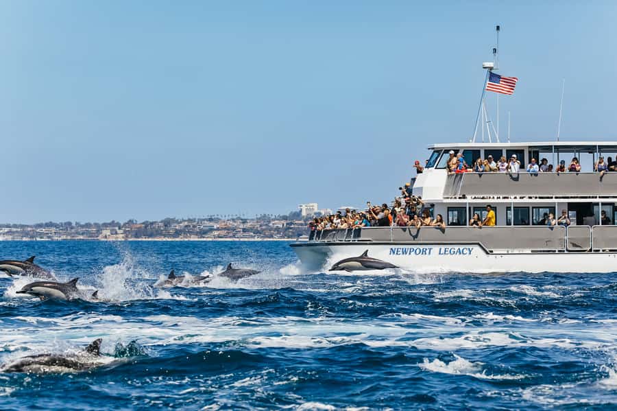 Newport Beach: 2-Hour Whale Watching Tour - The 2-hour coastal run from Balboa Island to The Wedge, stop by stop