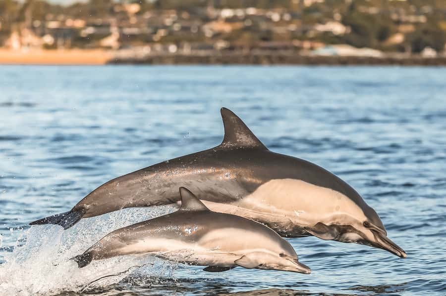 Newport Beach: 2-Hour Whale Watching Tour - Price and value: is $27 worth it for a 2-hour wildlife cruise?