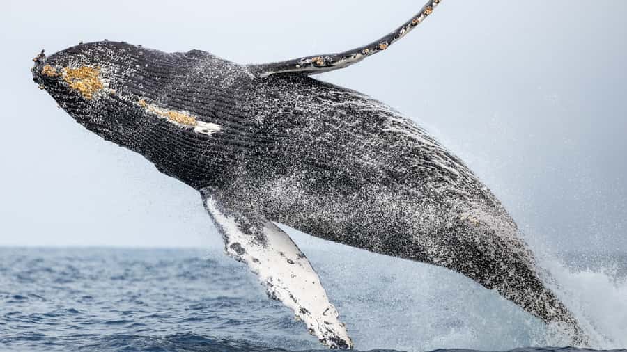 Newport Beach: 2-Hour Whale Watching Tour - Who should book this Newport Beach whale watching tour, and who should weigh it differently