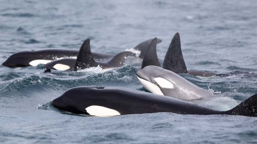Newport Beach: 2-Hour Whale Watching Tour - Should you book this 2-hour Newport Beach whale watching tour?