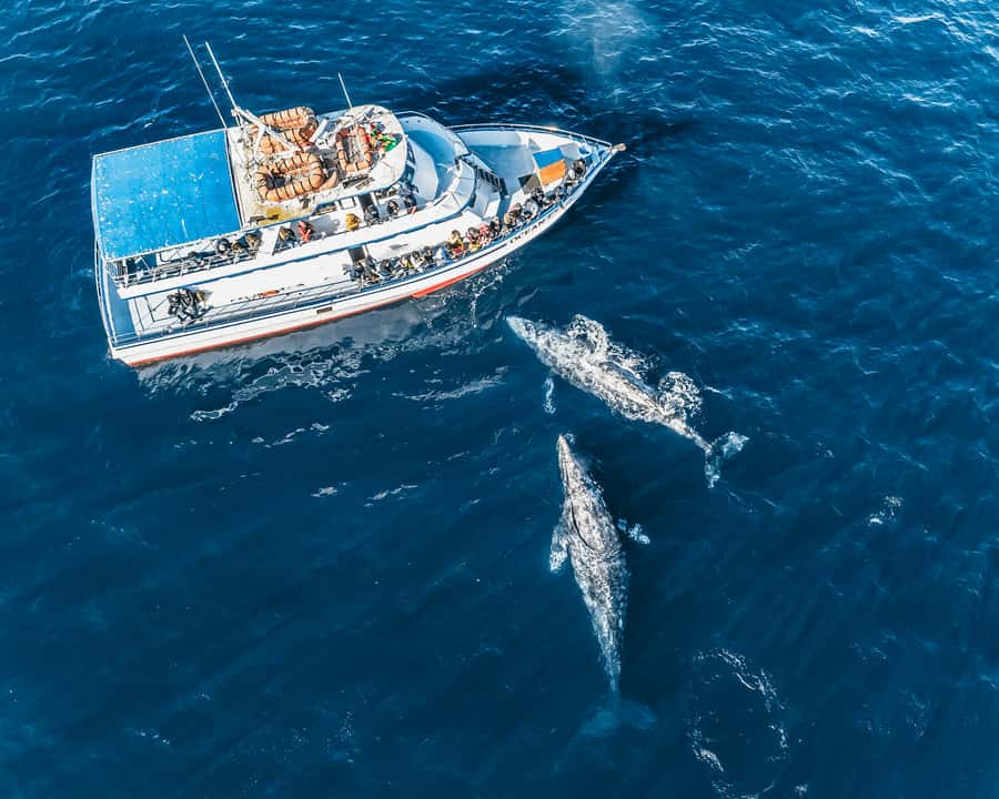 Newport Beach: 2-Hour Whale Watching Tour - FAQ