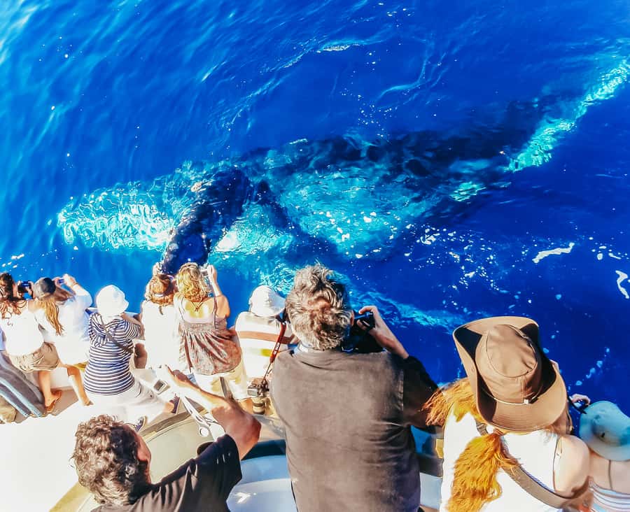 Newport Beach: 2-Hour Whale Watching Tour - What you’re actually looking for: whales, dolphins, and that 96 percent success rate