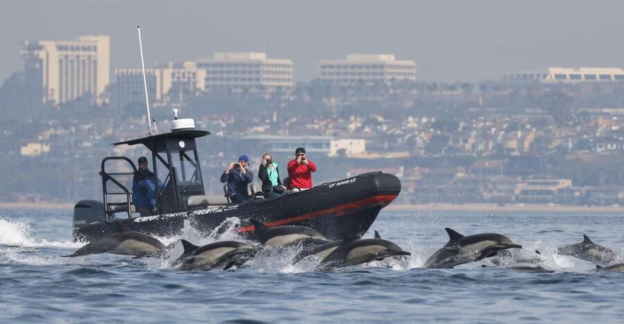 Newport Beach: Ultimate Whale Watching Adventure - Key things that make this whale trip work