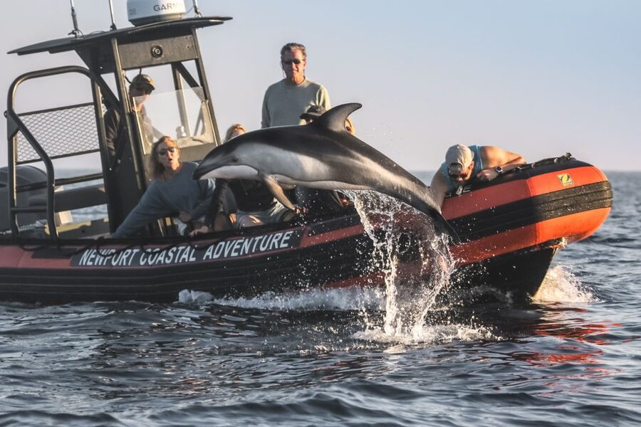 Newport Beach: Ultimate Whale Watching Adventure - A 2-hour RIB ride built for real sightings, not just a cruise