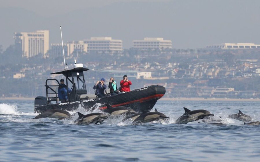 Newport Beach: Ultimate Whale Watching Adventure - Offshore search at speed, up to 14 miles from port
