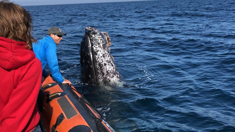 Newport Beach: Ultimate Whale Watching Adventure - Price and value: is $84 worth it?