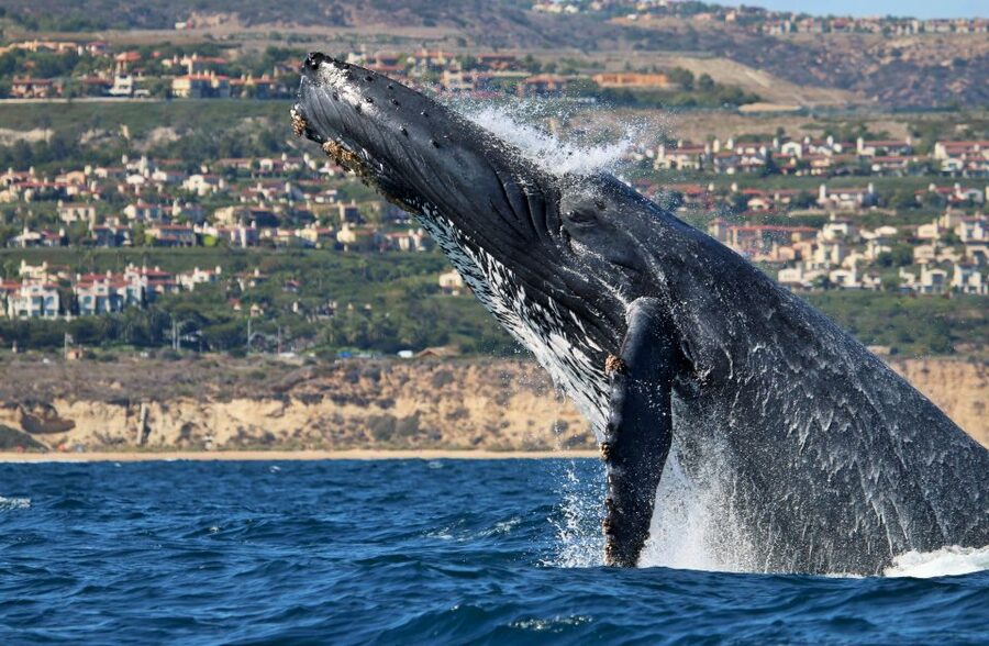 Newport Beach: Ultimate Whale Watching Adventure - Why 360-degree views change everything on an open boat