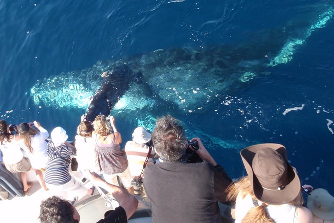 Newport Beach: Whale and Dolphin-Watching Cruise - Why Newport Harbor works so well for whales and dolphins