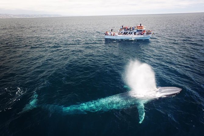 Newport Beach: Whale and Dolphin-Watching Cruise - What you might see: whales by season and dolphins close to the boat