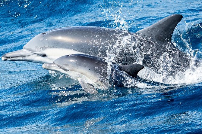 Newport Beach: Whale and Dolphin-Watching Cruise - Price and value: is $30 really enough?