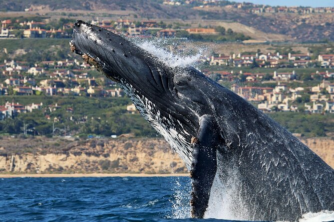 Newport Beach: Whale and Dolphin-Watching Cruise - Who should book this cruise, and who might want a different plan