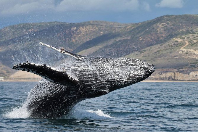 Newport Beach: Whale and Dolphin-Watching Cruise - Should you book Newport Beach whale and dolphin watching?