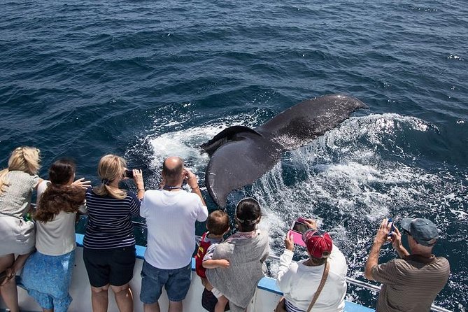 Newport Beach: Whale and Dolphin-Watching Cruise - The 150-minute flow: Balboa Island, Corona del Mar, Pier, then two hours on the water