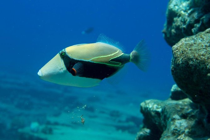 Ni'ihau and Na Pali Coast Snorkel Boat Tour - Price and value: why $361 feels fair for this kind of day