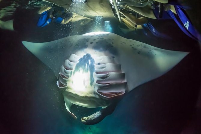 Night Manta Ray Experience - Night Manta Ray Snorkeling in Kona, Why This Feels Different