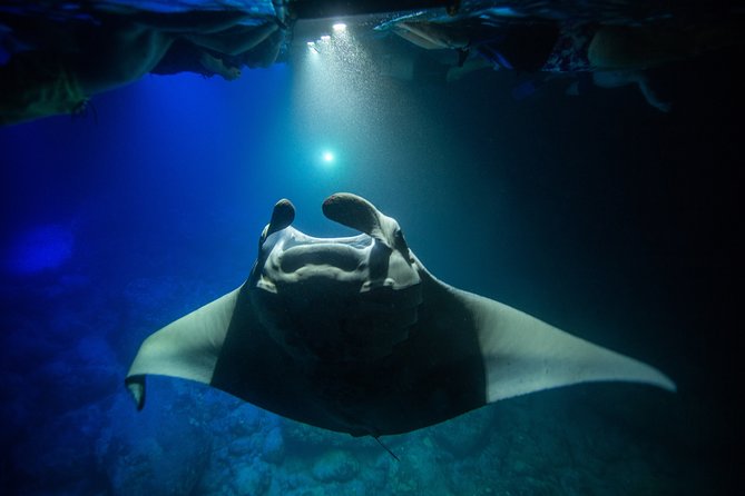 Night Manta Ray Experience - The Manta Guarantee, Why It Changes Your Risk Level
