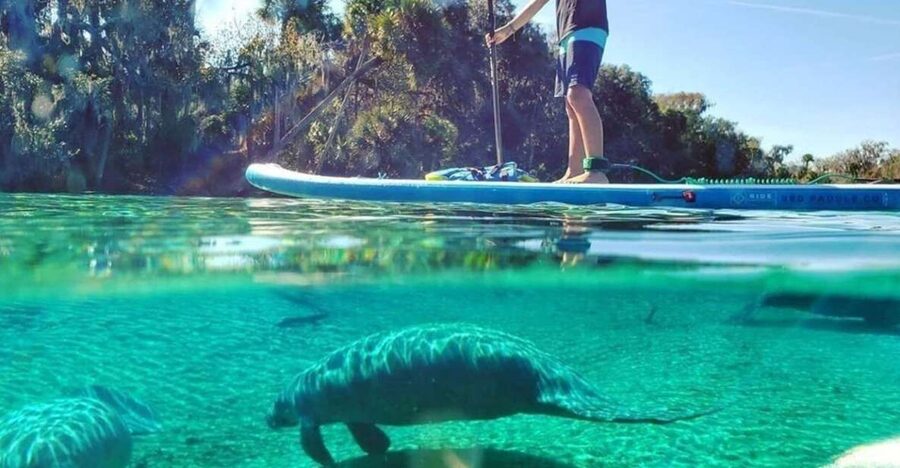 North Miami: Nature & Island Exploration on SUP/Kayak - The mangrove route through the Osprey Triangle canals
