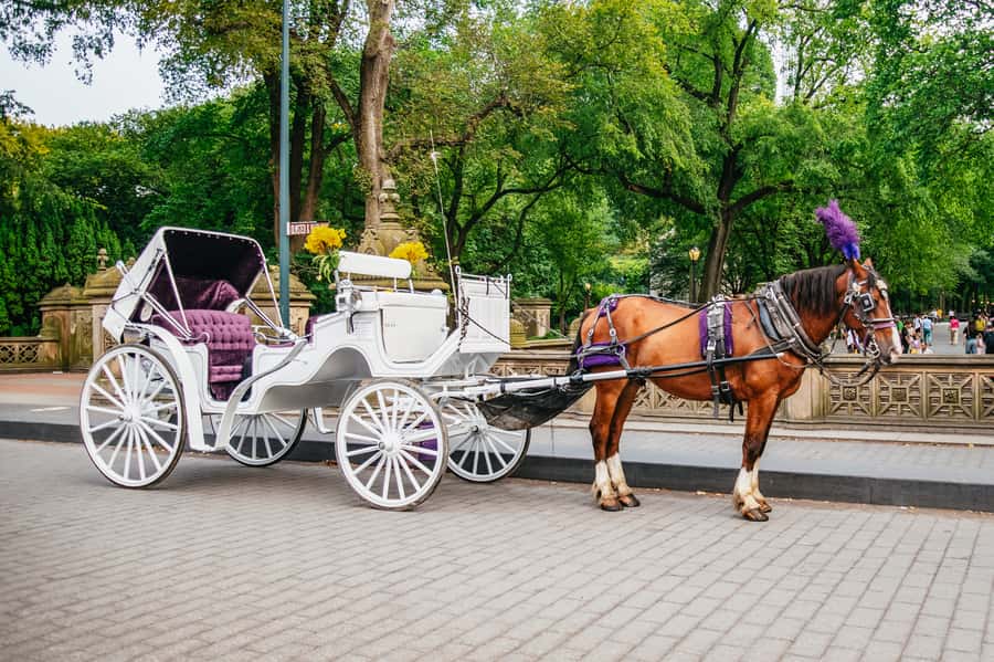 NYC: Guided Central Park Horse Carriage Ride - Who this tour suits best