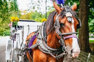 Guided Central Park Horse Carriage Ride