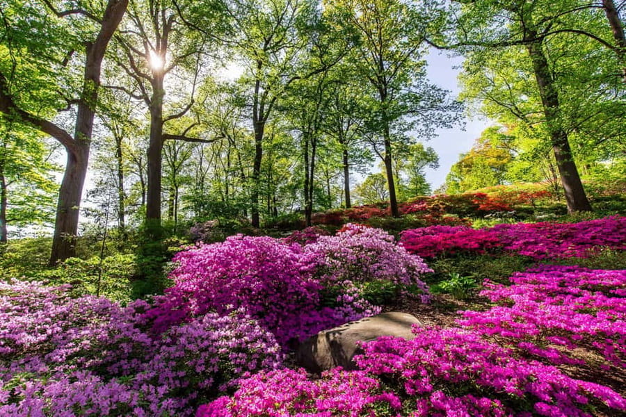 NYC: New York Botanical Garden Pass - Van Gogh’s Flowers: the exhibition that changes the whole day