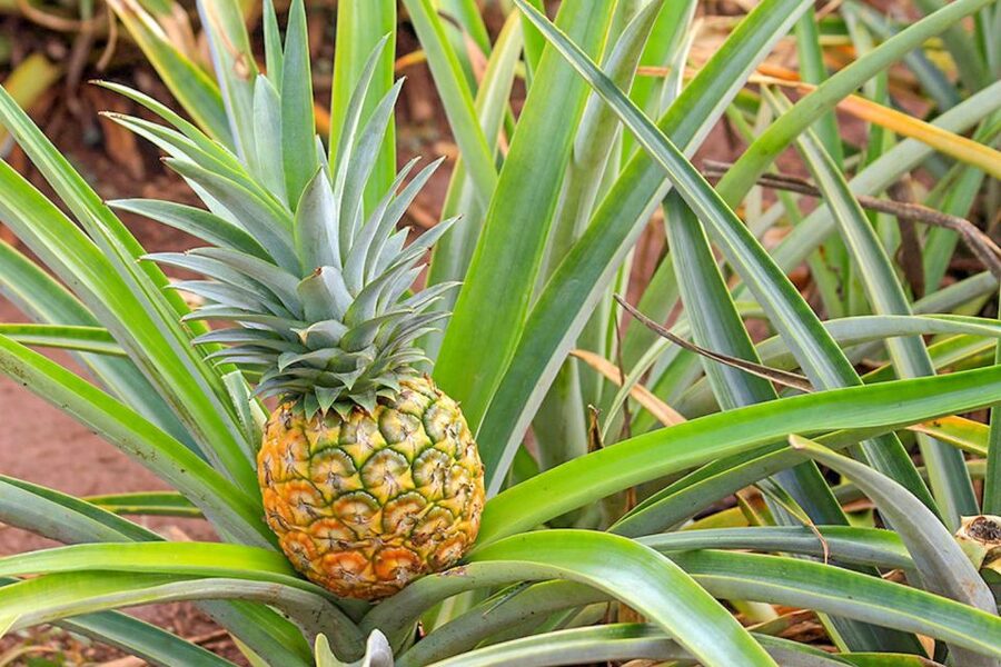 Oahu: Circle Island Top Sights Full-Day Tour w/ Local Guide - Waimea Valley: botanical walks and the waterfall-fed pool chance