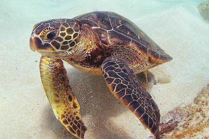 Oahu Circle Island Tour with Turtle Snorkeling— Small-Groups - Tsue Farm lunch stop: where the day gets more Hawaiian and more practical