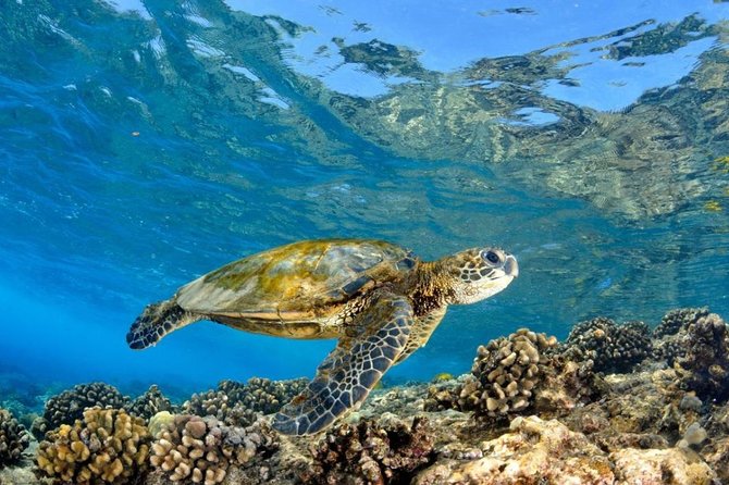 Oahu Circle Island Tour with Turtle Snorkeling— Small-Groups - Price and what you really get for about $149