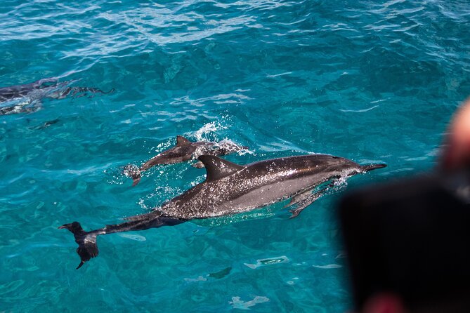 Oahu Dolphin and Snorkel Tour with Waikiki Pickup & Lunch - Morning Dolphin and Turtle Cruise: why this Oahu combo works