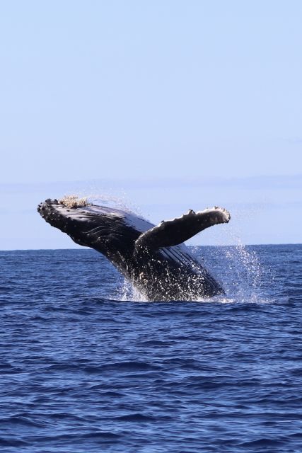 Oahu: Dolphin Swim and Turtle Snorkel Excursion in Waianae - Why This Waianae Dolphin and Turtle Tour Works So Well