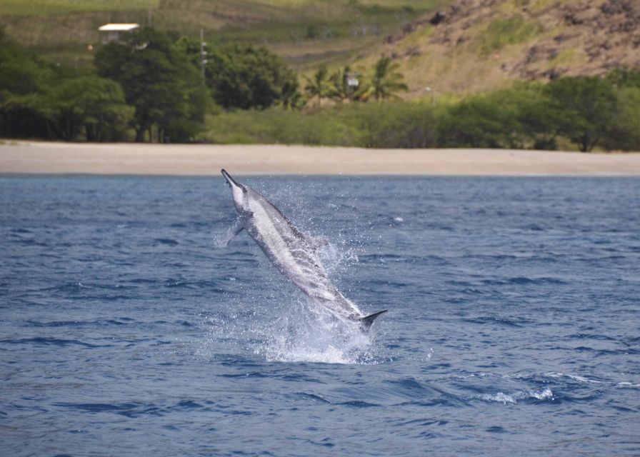 Oahu: Dolphin Swim and Turtle Snorkel Excursion in Waianae - The 32-Foot Boat Cruise: Spotting Dolphins and Winter Whales