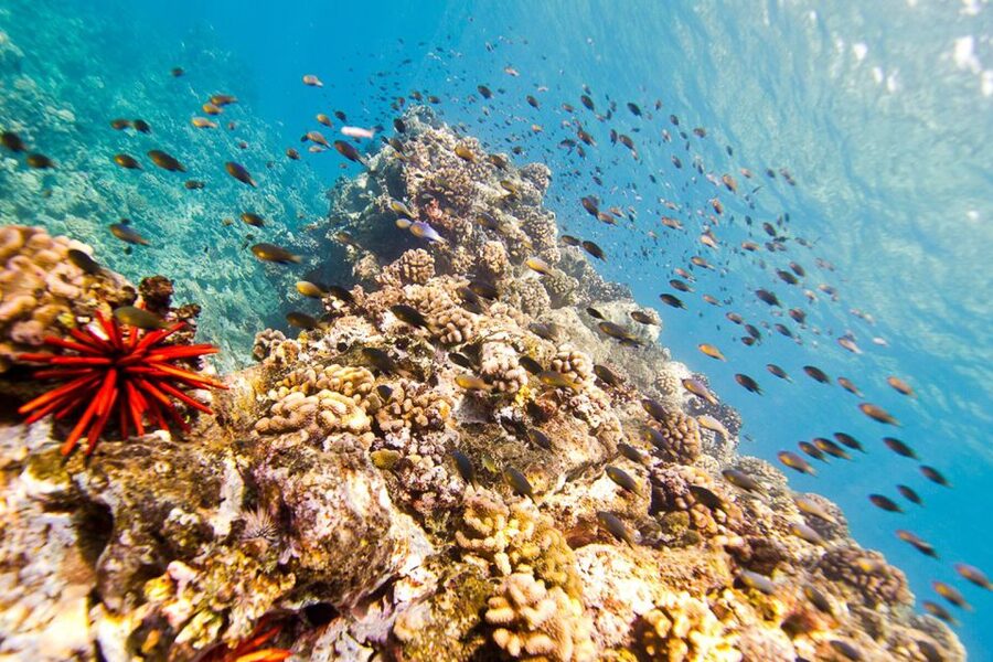 Oahu: Dolphin Swim and Turtle Snorkel Excursion in Waianae - What You Can Expect When Dolphins Appear