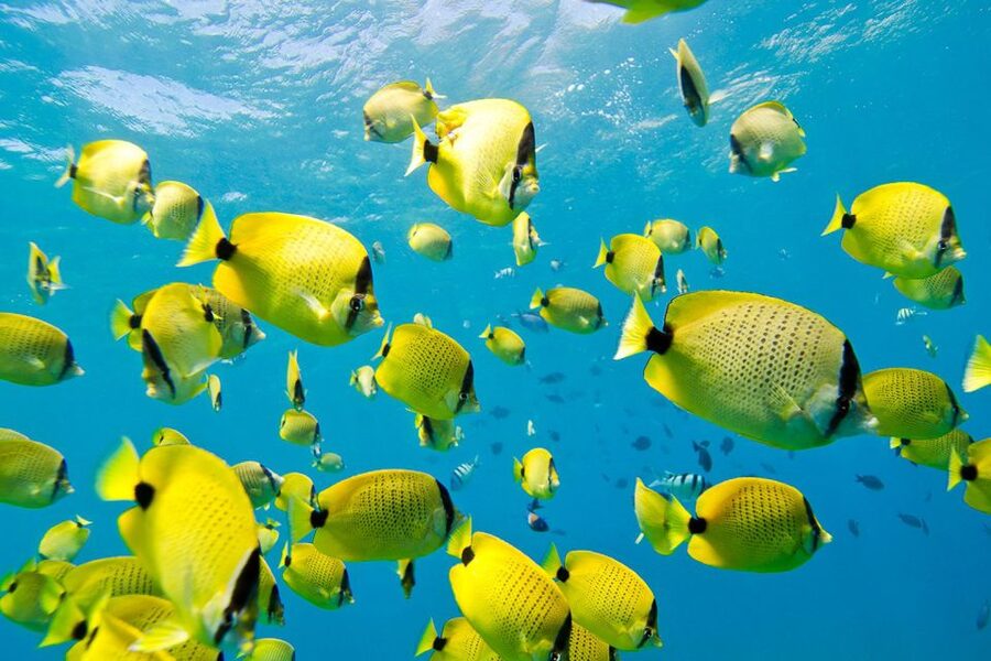Oahu: Dolphin Swim and Turtle Snorkel Excursion in Waianae - Snorkeling in Protected Bays: Sea Turtles and Reef Fish