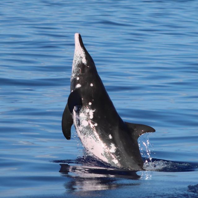 Oahu: Dolphin Swim and Turtle Snorkel Excursion in Waianae - Marine Life Isn’t Just Dolphins: The Surprises That Make the Day