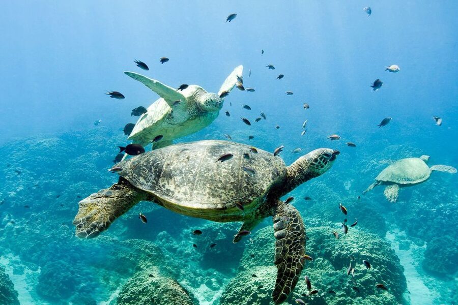 Oahu: Dolphin Swim and Turtle Snorkel Excursion in Waianae - Lunch and Comfort: Small Touches That Add Value
