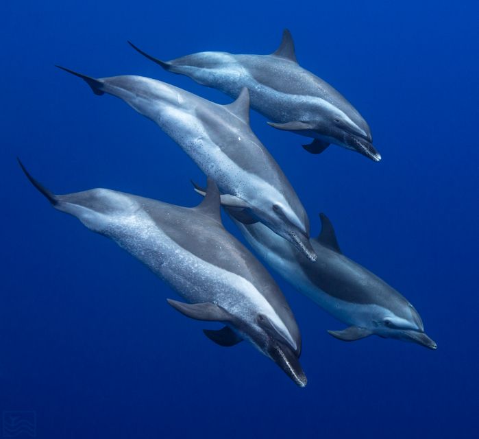 Oahu: Dolphin Swim and Turtle Snorkel Excursion in Waianae - Safety Briefing Before You Head Out: Short, Clear, and Real