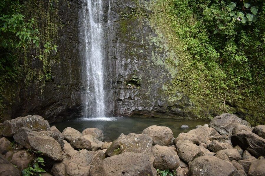 Oahu: Manoa Falls Waterfall Hike with Lunch and Transfers - Why the Guide Makes the Trail Worth Your Time