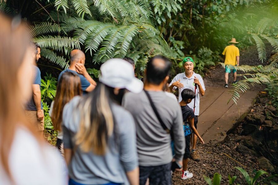 Oahu: Manoa Falls Waterfall Hike with Lunch and Transfers - Jurassic Park and Lost Style Scenes in Real Manoa Valley