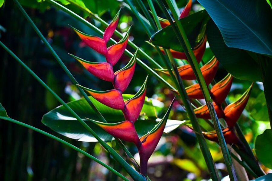 Oahu: Manoa Falls Waterfall Hike with Lunch and Transfers - Price and Value: Is $119 Worth It for a 5-Hour Day?