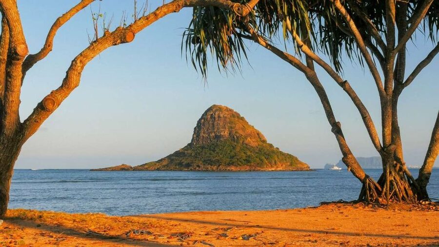 Oahu: Oahu Ultimate Grand Circle Island Tour - Turtle Beach, North Shore: your one-hour swim and sea turtle chance