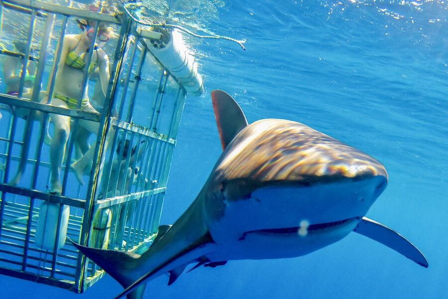 Oahu: Shark Cage Dive on the North Shore - Key things that make this North Shore shark experience worth it