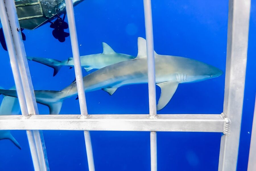 Oahu: Shark Cage Dive on the North Shore - Should you book North Shore Shark Adventures on Oahu?