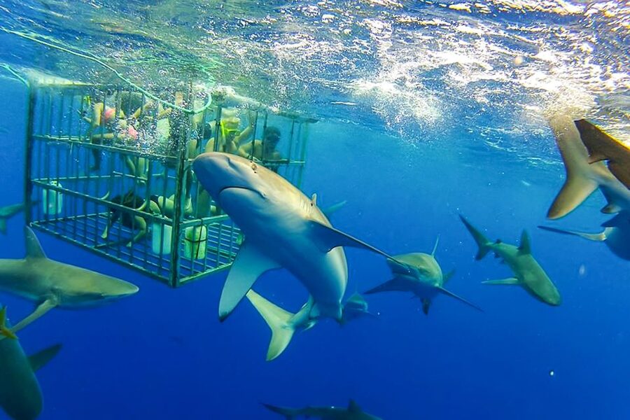 Oahu: Shark Cage Dive on the North Shore - Entering the shark cage safely, without needing to be a swimmer