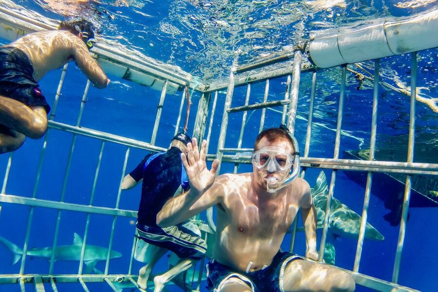 Oahu: Shark Cage Dive on the North Shore - What sharks you might see, and why sightings vary by season