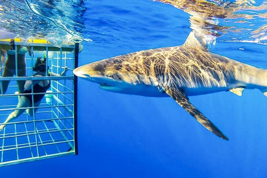 Oahu: Shark Cage Dive on the North Shore - Gear to bring, what’s included, and how to avoid a rough-water surprise