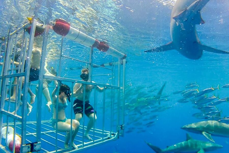 Oahu: Shark Cage Dive on the North Shore - Photos, the $75 video upgrade, and keeping the memories real