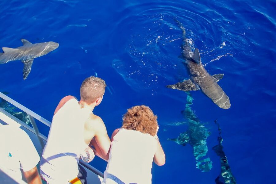 Oahu: Shark Cage Dive on the North Shore - Price and logistics: is $99 good value for Oahu?