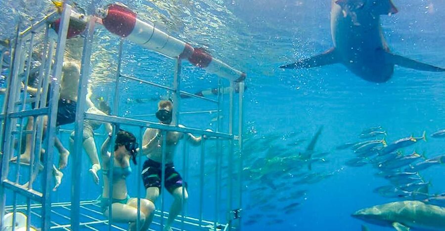 Oahu: Shark Cage Dive on the North Shore - The boat ride out: where whales, dolphins, and blue-water views happen
