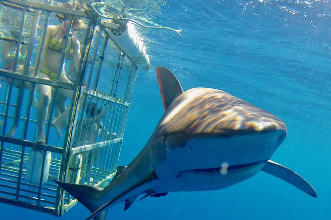 Oahu Shark Dive - Haleiwa start point, timing, and what your day actually looks like