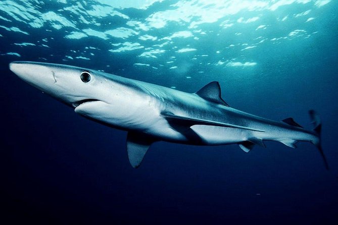 Oahu Shark Dive - Entering the cage: what you’re really signing up for