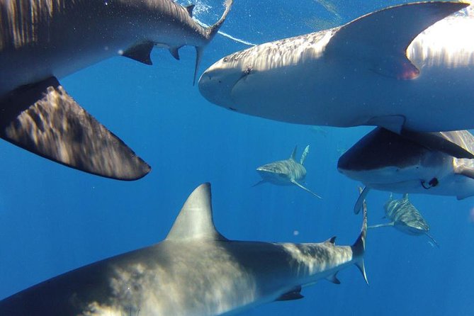 Oahu Shark Dive - Sharks you might see, and how to think about species